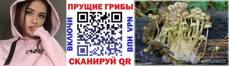 Галлюциногенные грибы Magic Shrooms  Нововоронеж 